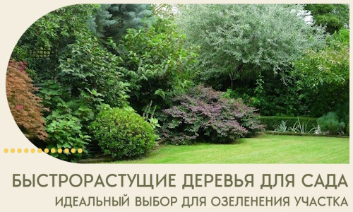 Быстрорастущие деревья для сада идеальный выбор в Новоуральске
