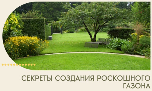 Секреты создания роскошного газона в Новоуральске